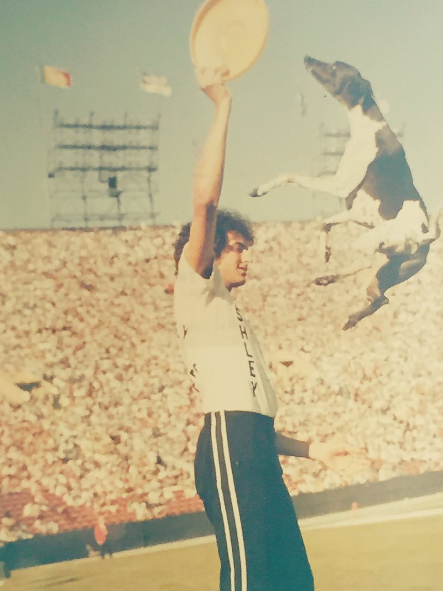 whippetmix's tweet image. I wish I could soar like this legend!  #ashleywhippet #k9frisbee #discdog