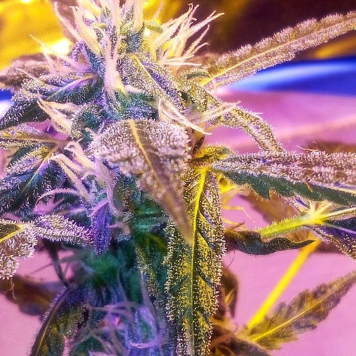 No_Ramp_Family's tweet photo. @HIGH_TIMES_Mag @MephistoSeeds @CannabisCulture #SupernaturalOG
https://t.co/S6b93aNRJy #reggae #cannabis #goodvibes https://t.co/zicxGVG1yI