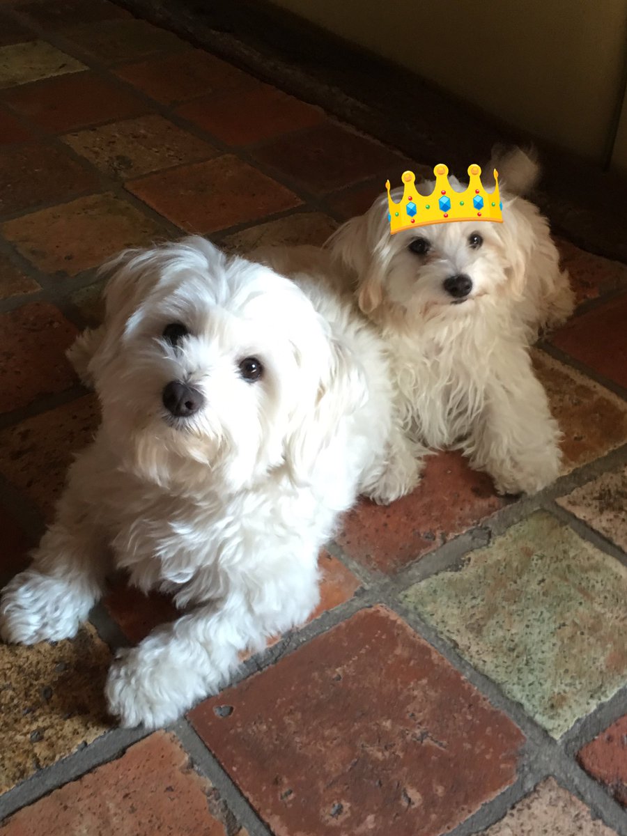 BasMaltese's tweet photo. Bill is my best friend. He is the king, I'm the boss 😉 https://t.co/23GHGLIpDo