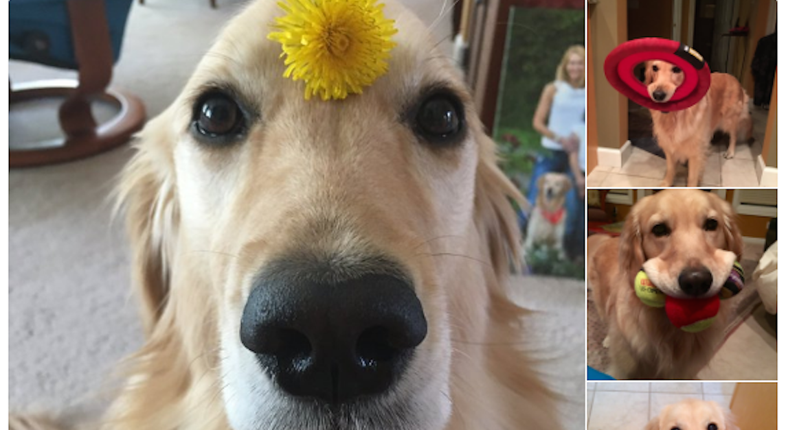 BuzzFeed's tweet photo. 17 nice people who just want you to look at their dog https://t.co/1T7DXY0fk4 https://t.co/7sVA9brD8V