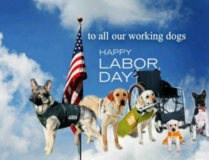 Happy Labor Day...Enjoy 😎#lulubeangifts #bubbarose #doggifts #dogsoftwitter #bestfriend #doglove #doglife #laborday