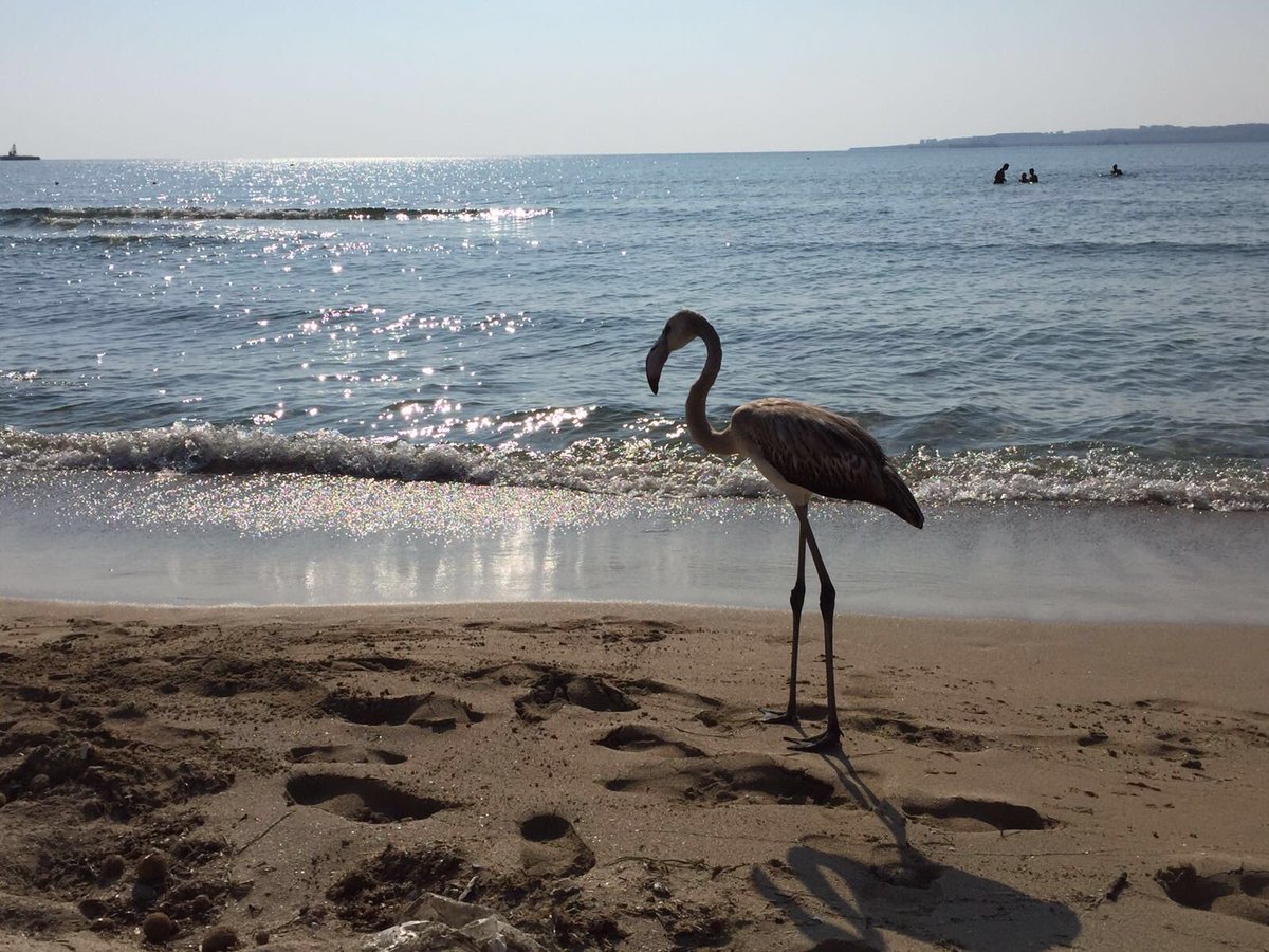 allswimpro's tweet image. #fenicotterorosa #marinadipriolo #summer2016 #aspro