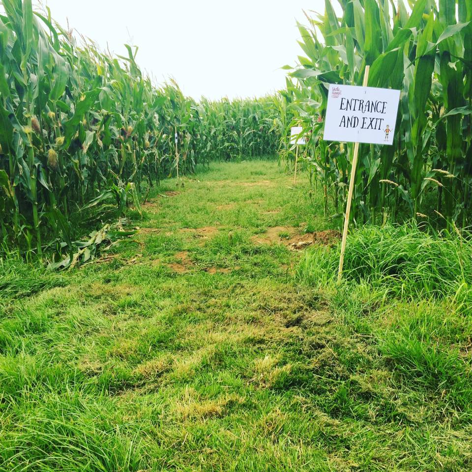 It's been great to see everyone enjoying our Maize Maze, from tomorrow it will only be open at weekends 10am-3pm.
