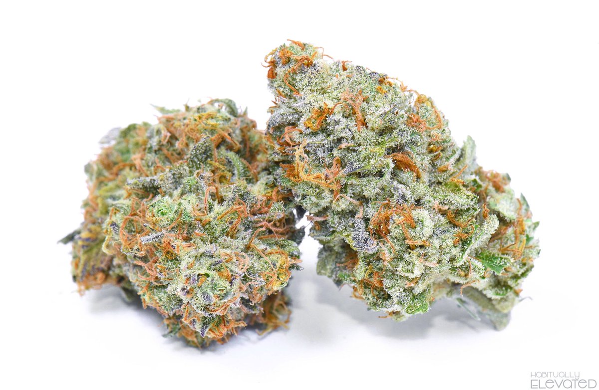MOelevated's tweet photo. Black Power cultivated by @ideal_farms  lookin' like candy! 🍭
#HabituallyElevated https://t.co/xk5hy0ARLX