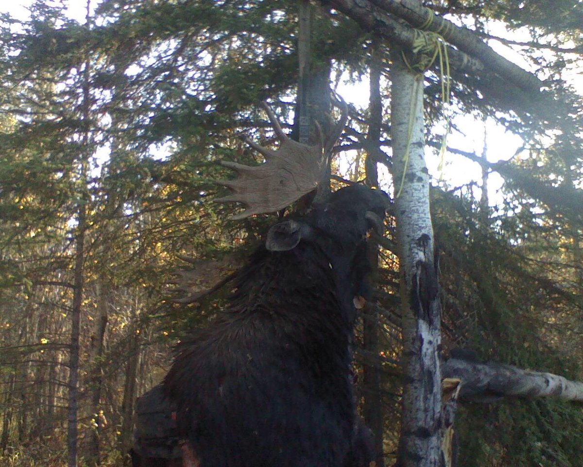 AndreaUsick's tweet photo. Posting for my dad, because he doesn't have Twitter or Instagram. Talk about a big trophy!  #FarmTrophyWall https://t.co/SoGby6pvqx