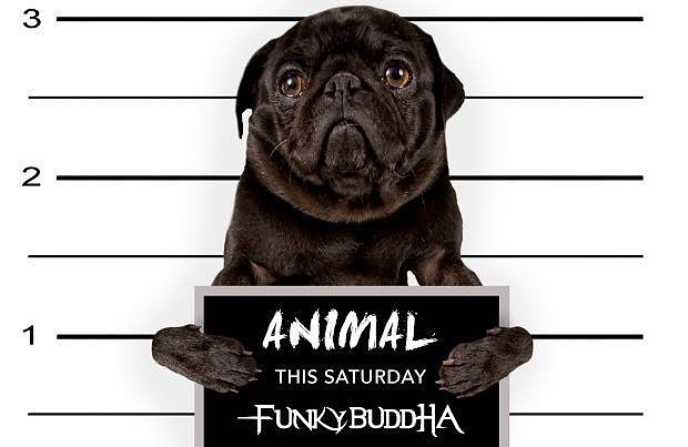 FunkyBanus tweet picture