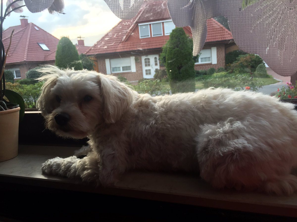 Gute Nacht wünscht der Halb-Kater Sam🐶