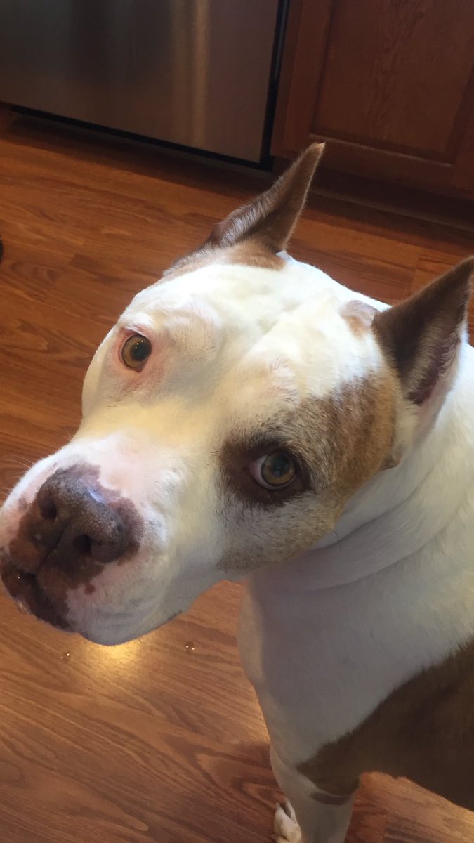 court_KnA's tweet photo. Begging for my lunch #howcanyousaynotothatface #rescuedog https://t.co/z4XdczAOBL