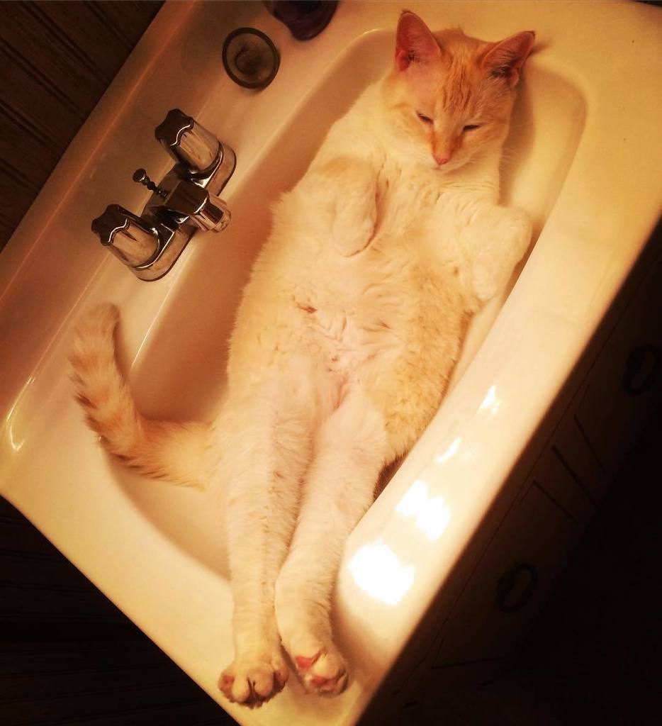 mcbreartysean's tweet photo. Full chill mode #caturday #catsofinstagram https://t.co/WE3vG1k5ic
