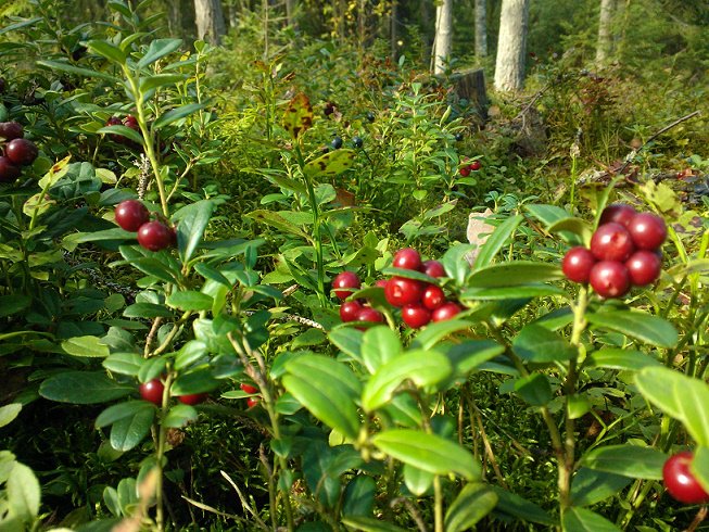 Kielipoliisi's tweet photo. Metsässä oli tänään sekä luomu- että silmänruokaa. Hyvä saalis, huono #ellipsi. https://t.co/oJV7tkaEQW