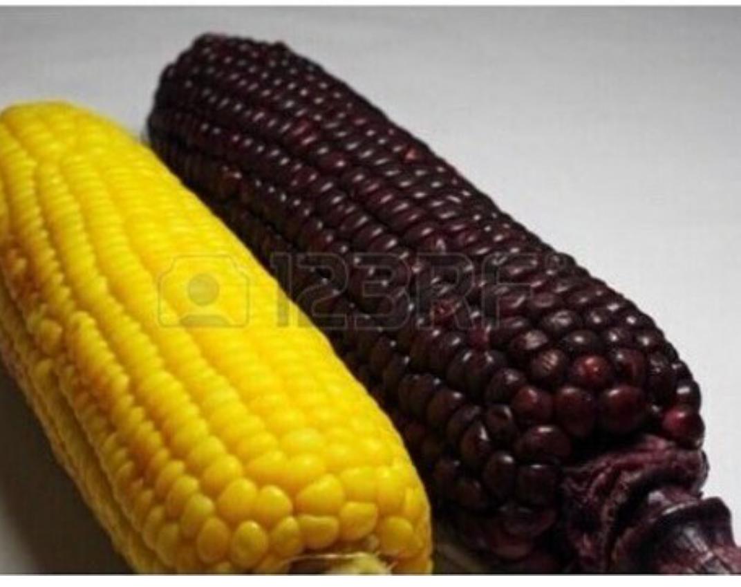HRH_Ujuaku's tweet photo. #NigeriaVsKenya , Mark hurriedly left Kenya when he asked for corn&amp;they served him a black one. Una wan kill am? https://t.co/iRSCY0fOP8