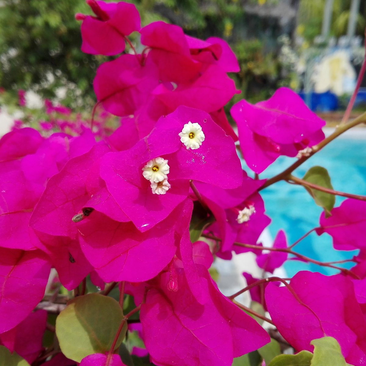 ceaesc's tweet image. 