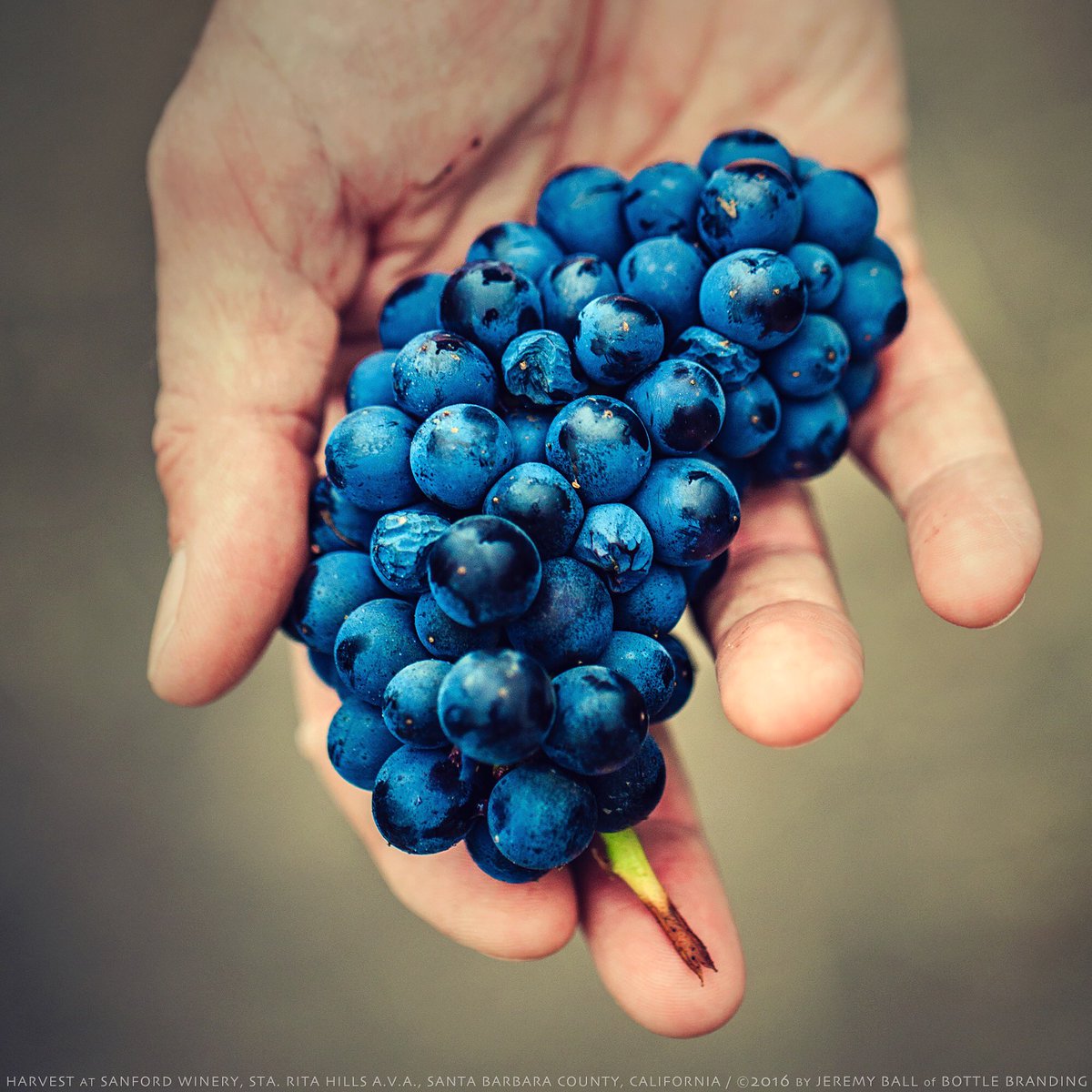 Cluster of #pinotnoir clone #667 harvested at #sanfordandbenedict #vineyard for <a href="/SanfordWinery/">Sanford Winery</a> in the #staritahills!