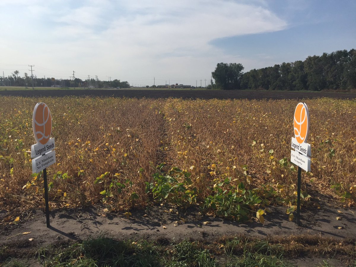 Sevita Soybean tweet media