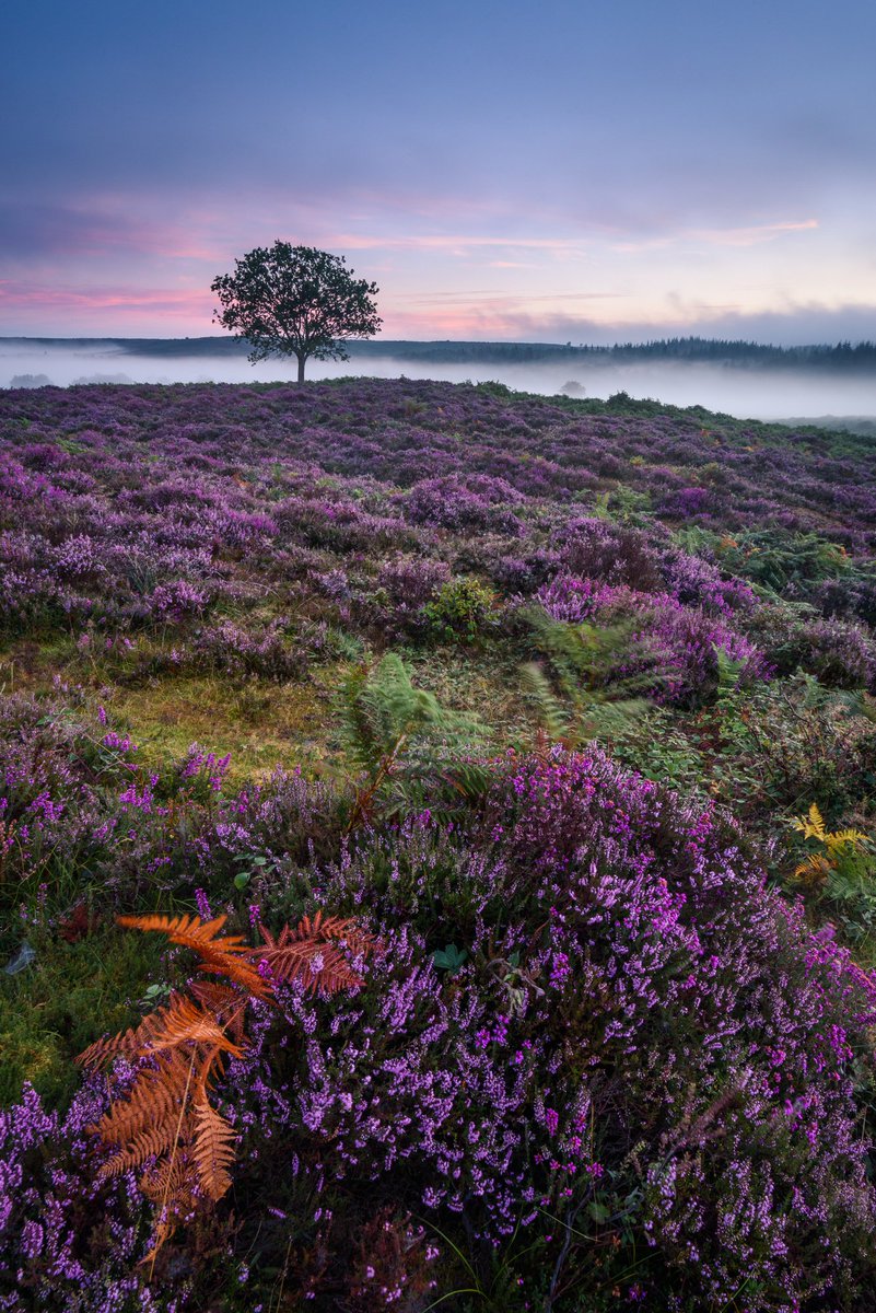 stumeech's tweet image. One more New Forest heather shot from 10 days ago @HampshireLife @AP_Magazine @LEEFilters #NewForest #Hampshire