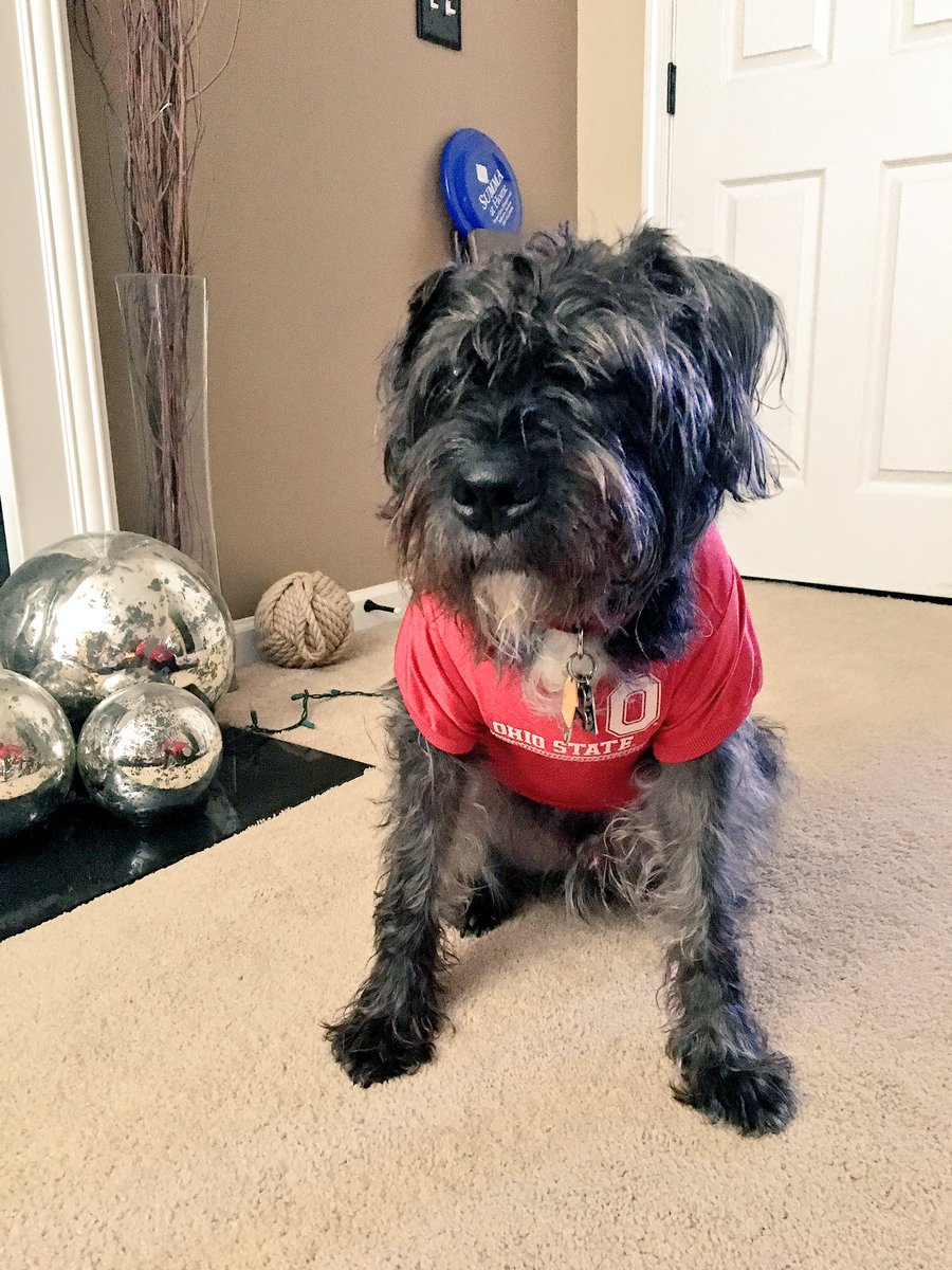 Wesley_Dog_York's tweet photo. Let's do this Brutus! #Buckeyes https://t.co/IlBudCn7af