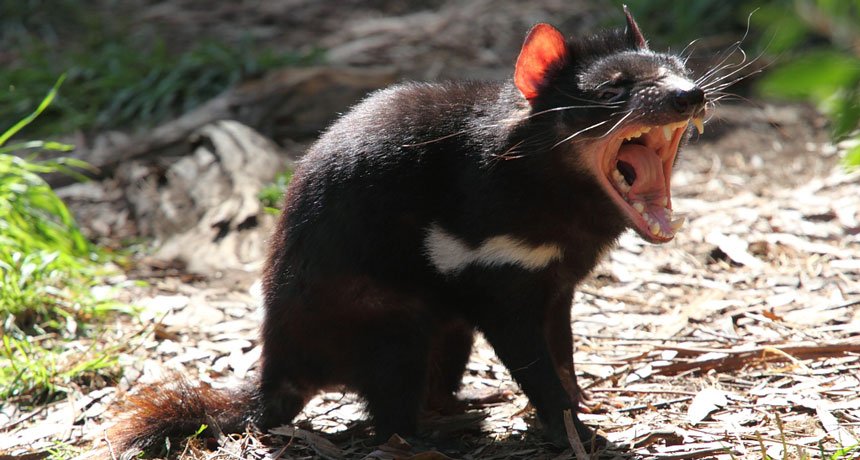 ScienceNews's tweet image. A few Tasmanian devils have started a resistance movement against a contagious cancer: ow.ly/SJ8x303M10f