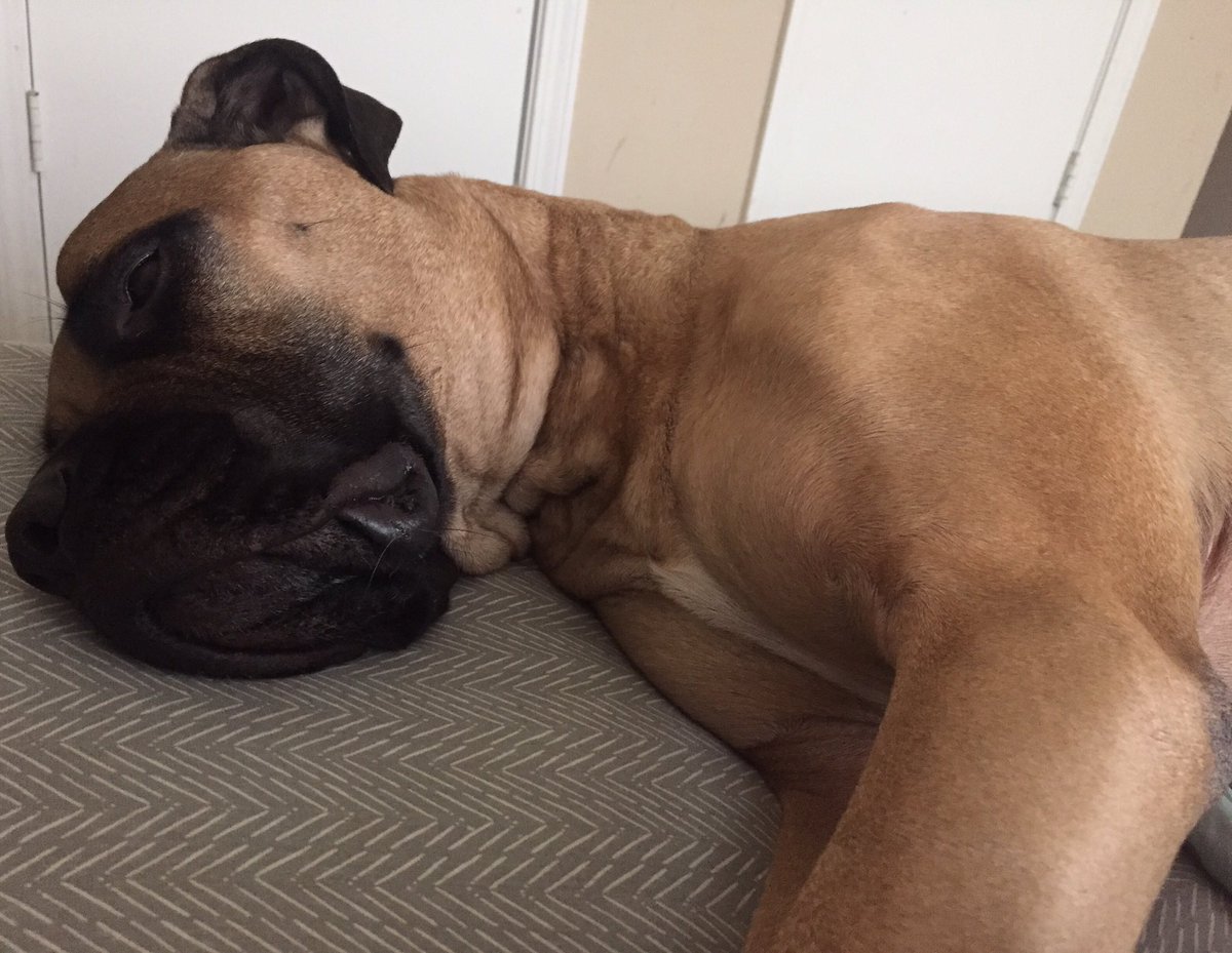 BrunoKilmer's tweet photo. Why would one "get out of bed" when you can instead lay here and watch college football for 12 straight hours? 🙌🙌🙌 https://t.co/PXOHzcw8Kj