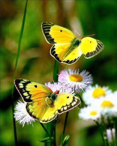 SantarinGs's tweet photo. Beautiful butterfly...
#Godmadeallthings https://t.co/9g9JfrZ8y4