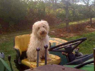 FallNewEngland's tweet image. We've updated @FallNewEngland's Essential Guide to Dog-Friendly PYO Orchards and Corn Mazes: bit.ly/1L4cjnr