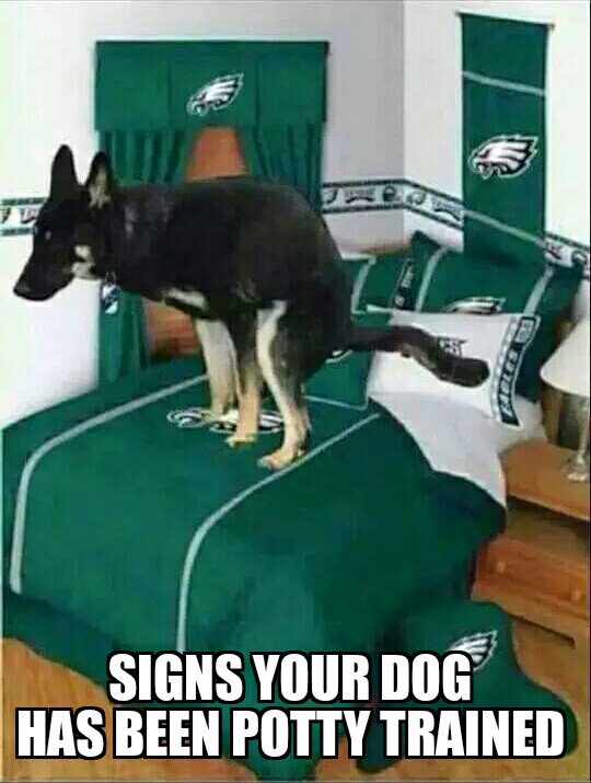 BrothaKerr's tweet photo. My son can go back to rooting for #SamBradford now he's not on the #shegals @notjjones #FlyEaglesFly #CowboysNation https://t.co/mRJJPnhRnM