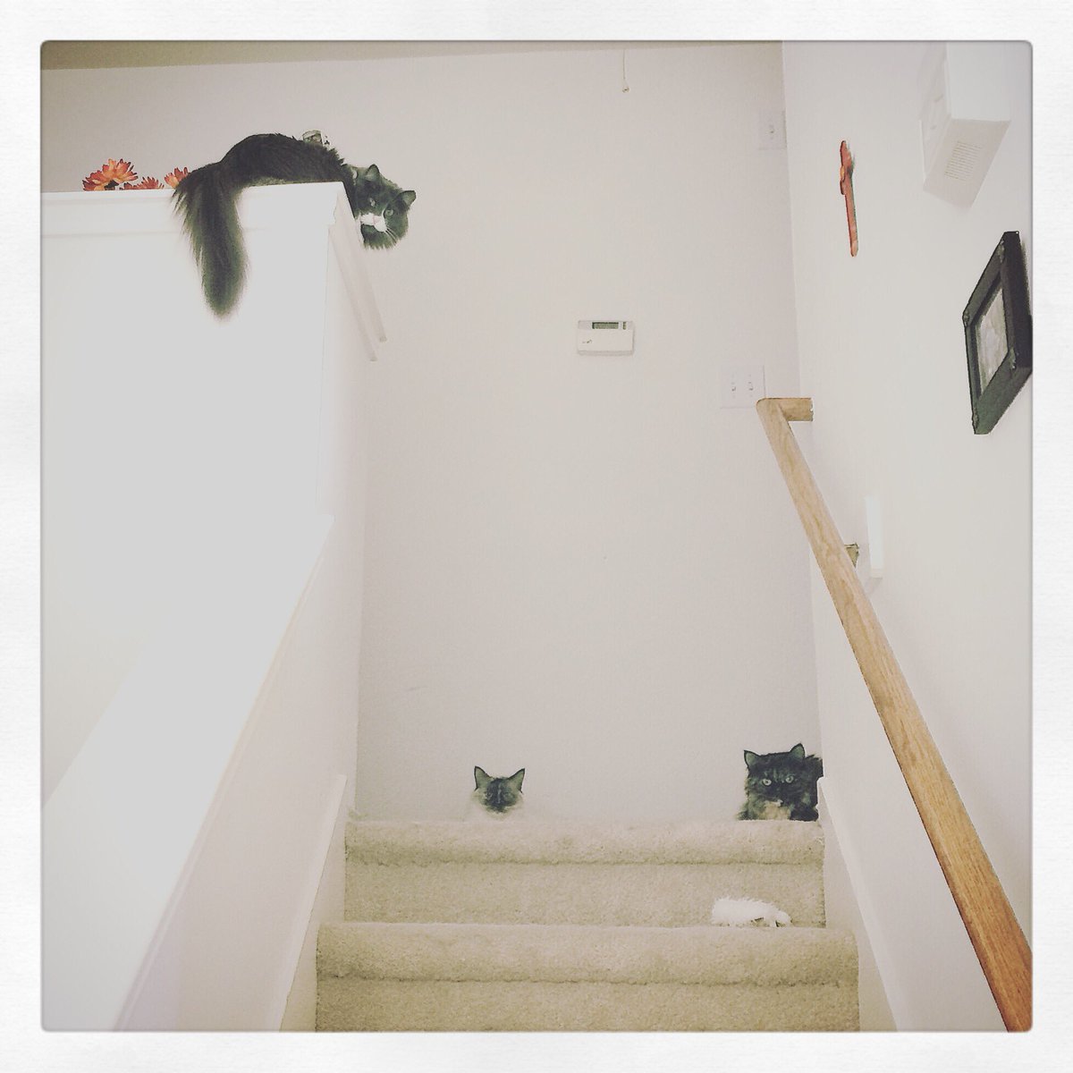 CatTherapy4Real's tweet photo. WhaTTT?.! #FurReals https://t.co/6zWCvU9ZpW