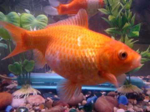 What is a Pregnant Goldfish Called? Unveil the Mystery!