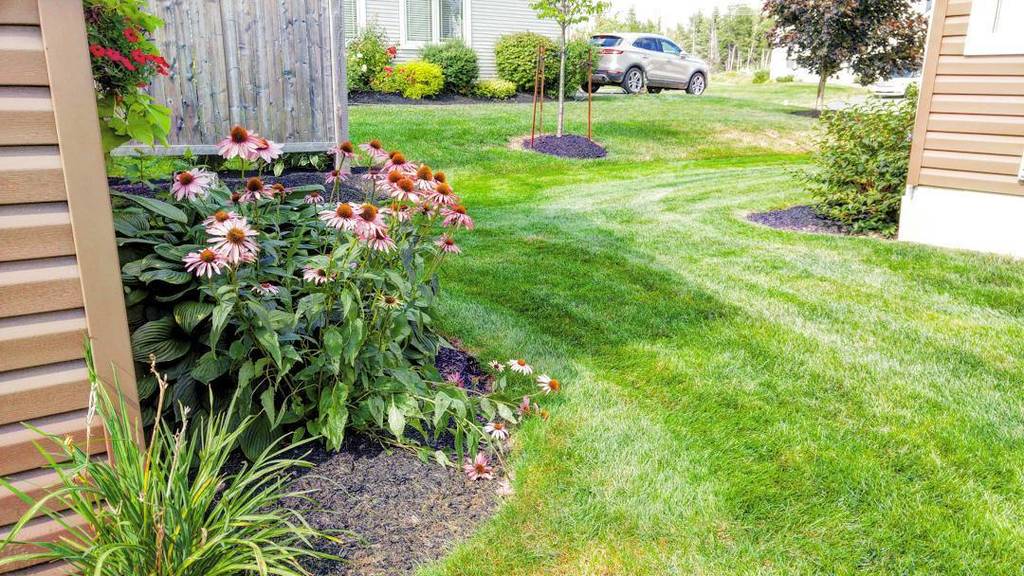 sweet_landscape's tweet photo. 🌸🌸 An excellent tall cluster of echinacea #moncton #gardening #landscaping #landscapedesig… https://t.co/oqtKYQU5dk https://t.co/44BkUcChMP