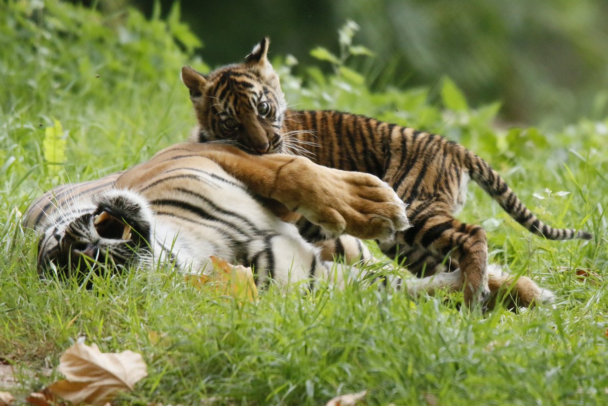 MiriamHaas11's tweet photo. Sumatran Tigress + cub @PaigntonZoo @ukzooguide @Zoo_Watch @21CenturyTiger #tigers #cubs https://t.co/Z8LDxpgNUt