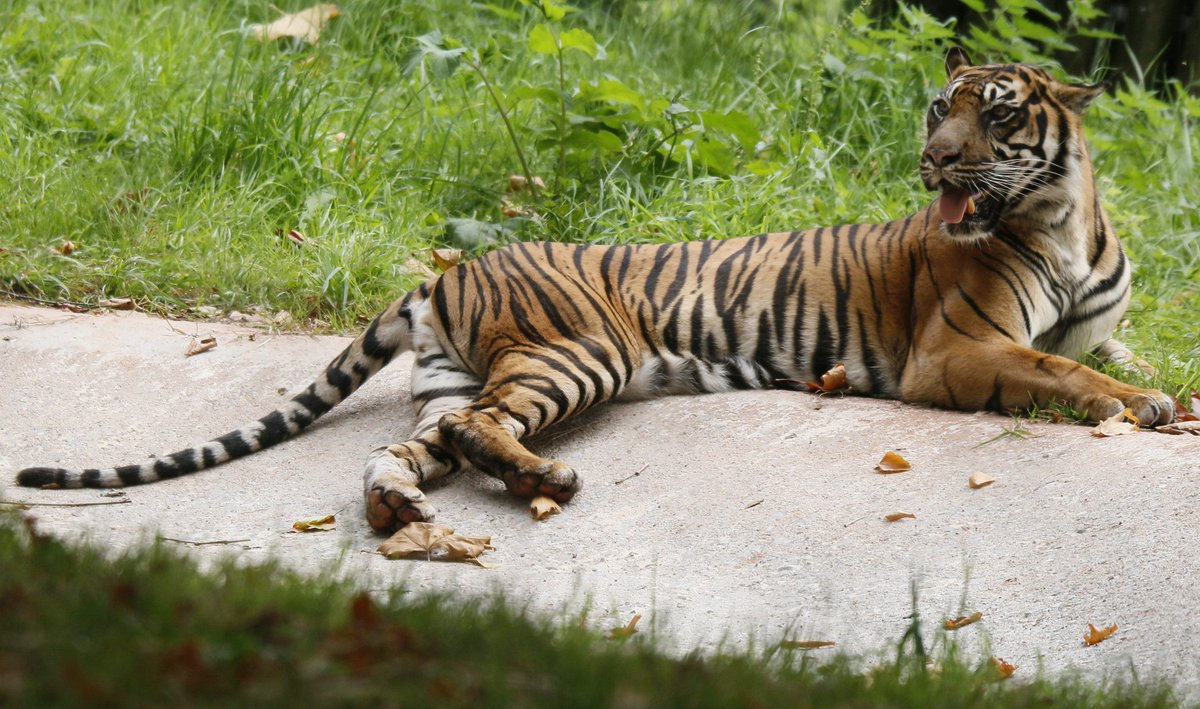 MiriamHaas11's tweet photo. Sumatran Tigress @PaigntonZoo @ukzooguide @Zoo_Watch @21CenturyTiger #tigers https://t.co/9BoDOlGR0M