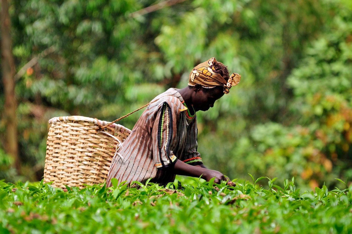 AgriFoodAID tweet media