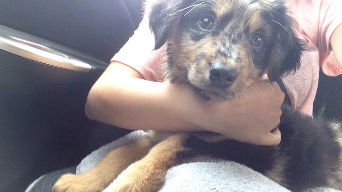 Since you guys blessed me with your cuties I'll do the same☺️(this was when he was a puppy lots has changed)