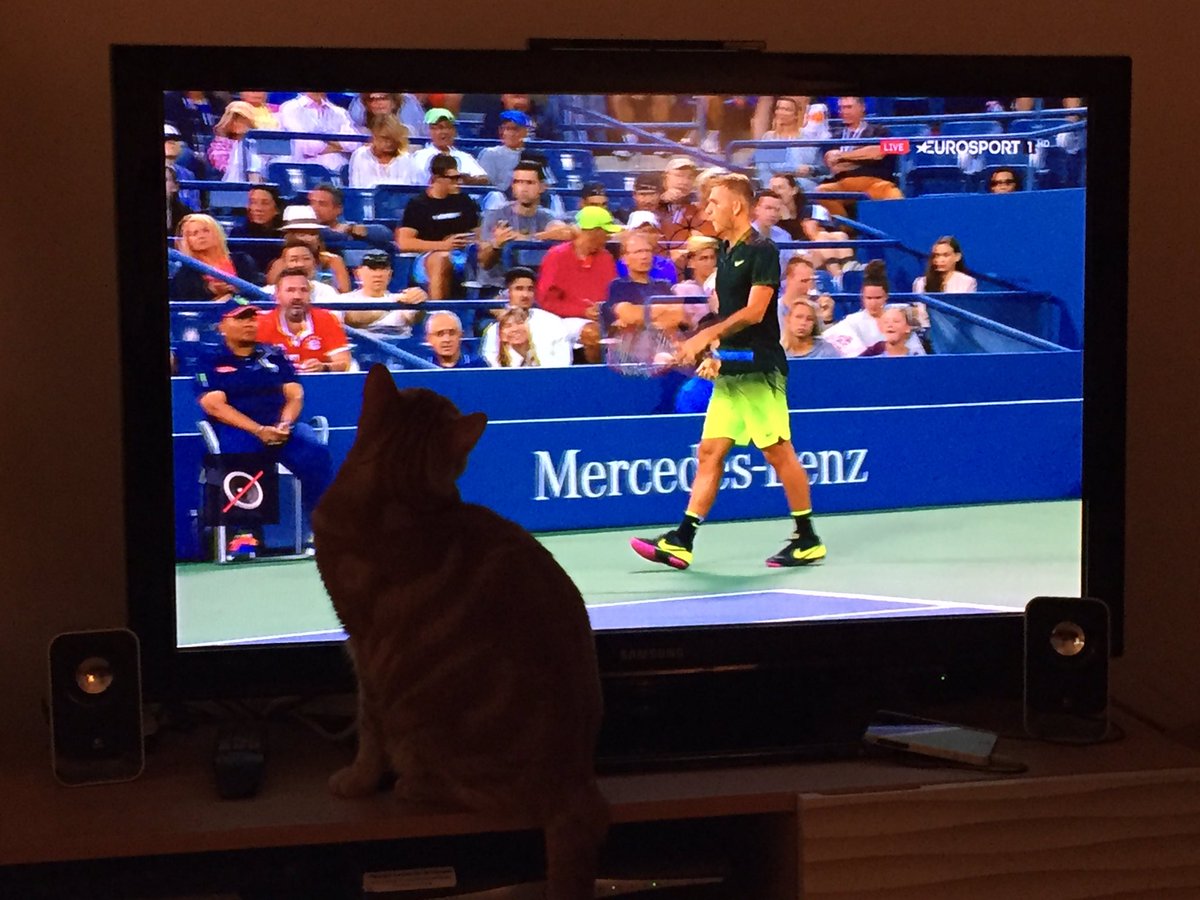 PurrPals2015's tweet photo. Oscar's staying up late supporting @Evo151216 in the #USOpen2016! #CatsOfTwitter #tennis @bbctennis #usopentennis https://t.co/td2hOKGmQu