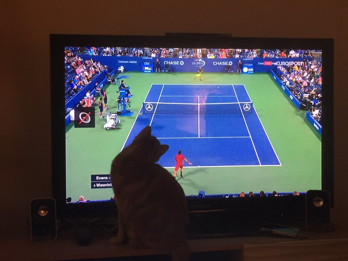 PurrPals2015's tweet photo. Oscar's staying up late supporting @Evo151216 in the #USOpen2016! #CatsOfTwitter #tennis @bbctennis #usopentennis https://t.co/td2hOKGmQu