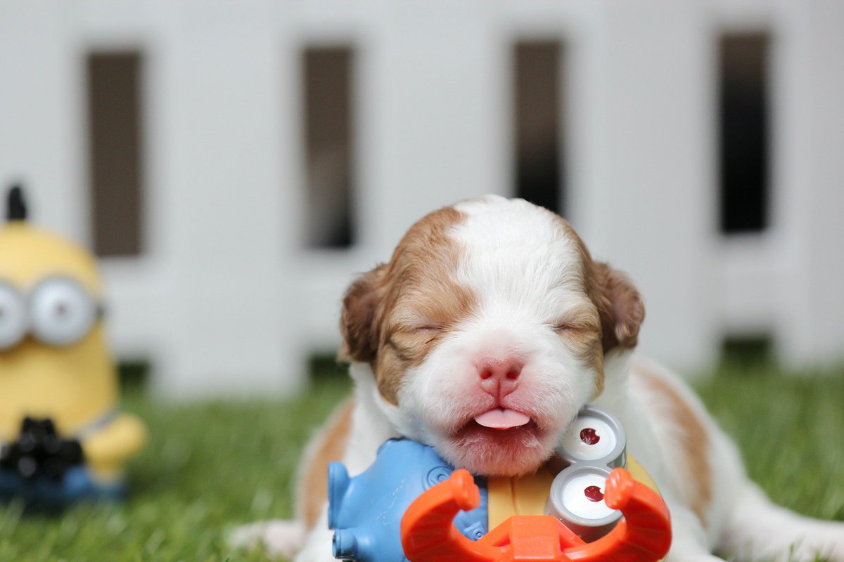 NewPathDog's tweet photo. Hiya guys, here are some dogs to make you smile :) #Dogs #Cute https://t.co/xTDZez4uR3