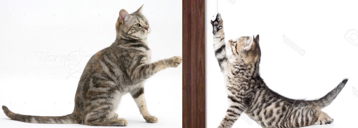 OITNBCastAs's tweet photo. @TaySchilling &amp; @LauraPrepon as cats 🐱 #OITNB https://t.co/1HZh3sUMiZ