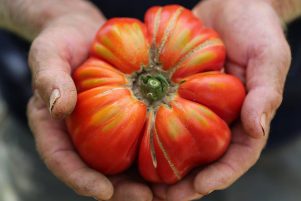 A proud farmer's 81 year old hands sharing his art. #FarmtoTable #Tuscany #Italy