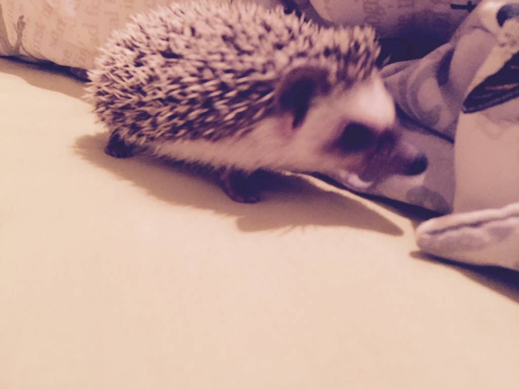 ZiskaHaak's tweet photo. The new addition to my life #africanpygmy #hedgehog #shaggy who has completely stolen my heart ❤ https://t.co/laaQ5ZCk1s