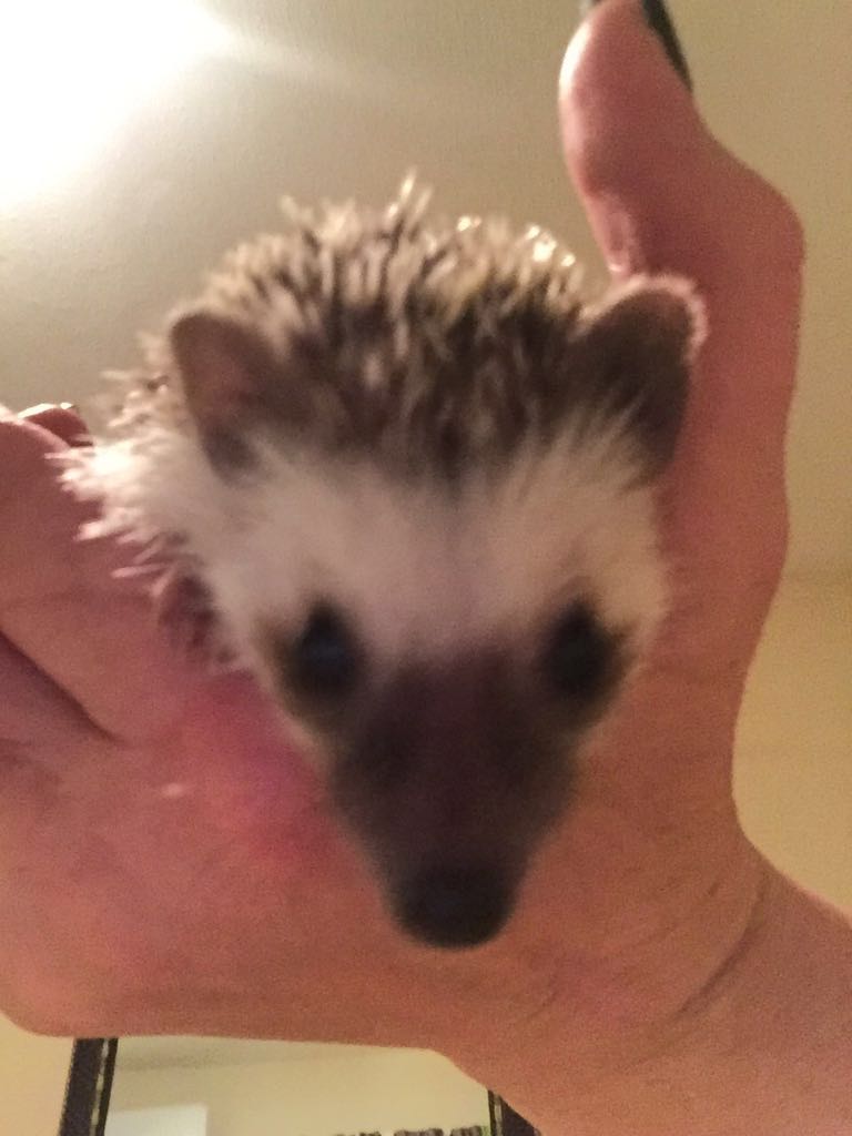 ZiskaHaak's tweet photo. The new addition to my life #africanpygmy #hedgehog #shaggy who has completely stolen my heart ❤ https://t.co/laaQ5ZCk1s
