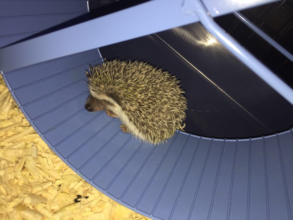 ZiskaHaak's tweet photo. The new addition to my life #africanpygmy #hedgehog #shaggy who has completely stolen my heart ❤ https://t.co/laaQ5ZCk1s