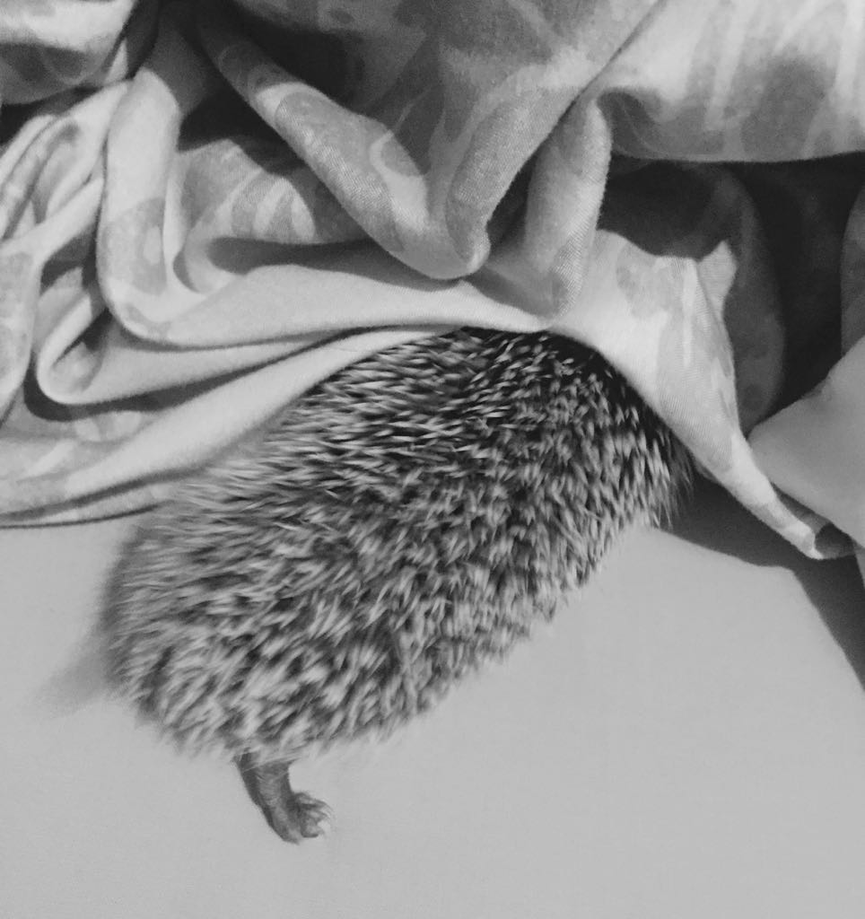ZiskaHaak's tweet photo. The new addition to my life #africanpygmy #hedgehog #shaggy who has completely stolen my heart ❤ https://t.co/laaQ5ZCk1s