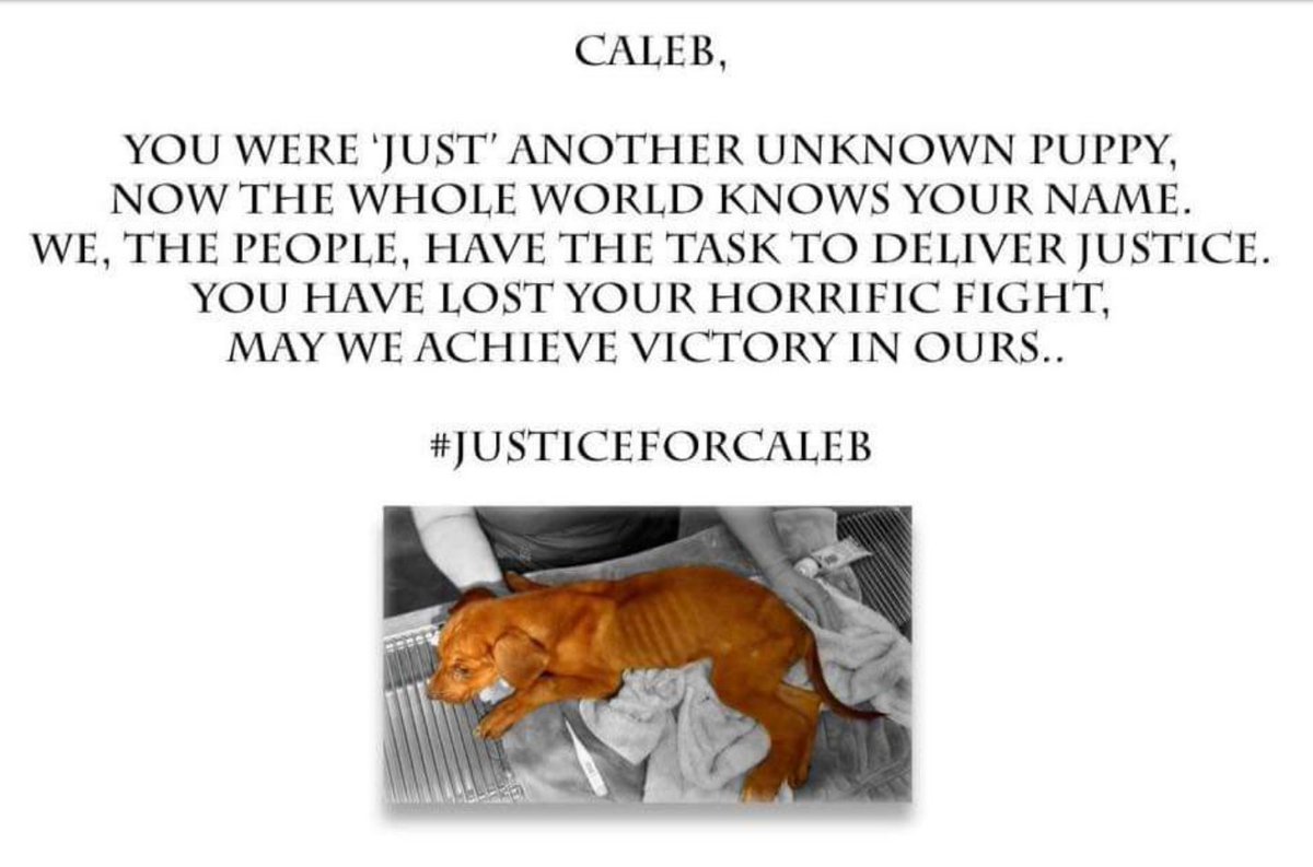 BlizzyWoofs's tweet photo. #JusticeForCaleb #CalebForever #CalebsLaw https://t.co/LnsWefdIJp