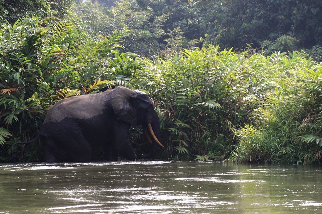 An elephant spotted in our Gabon project. Proof we are supporting the region’s biodiversity with our protection.