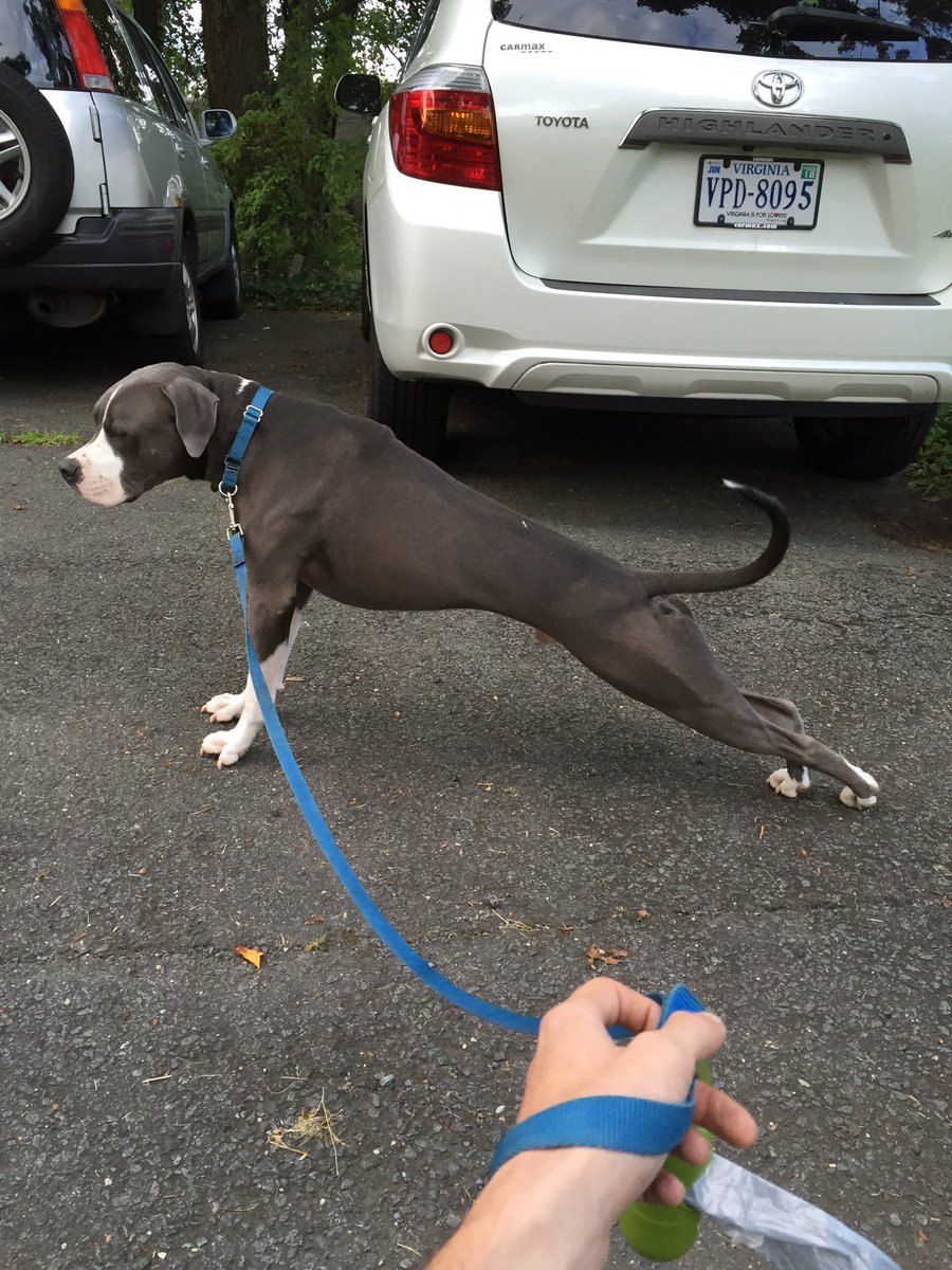DMV DOGS LLC tweet media