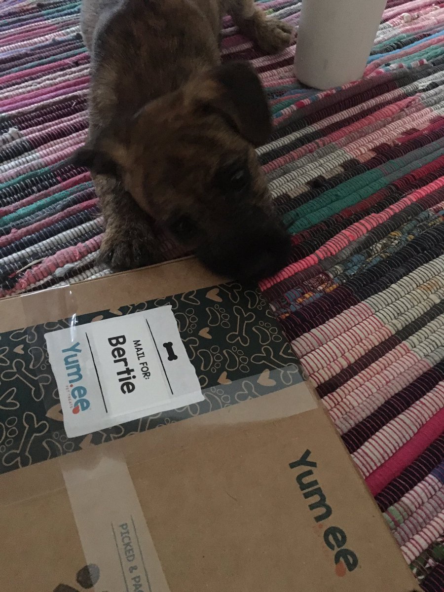 Miss_GJohnson's tweet image. little Bertie couldn't wait to get stuck in.... Thank you 🐶 #puppy #puppyboxes #petboxes #treats