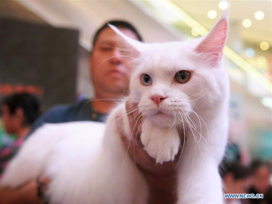 PropellerGMedia's tweet photo. #Cat show organised by #WorldCatFederation held in #China's #Chengdu today, featuring dozens or #adorable cats! https://t.co/dnev5dZb8k