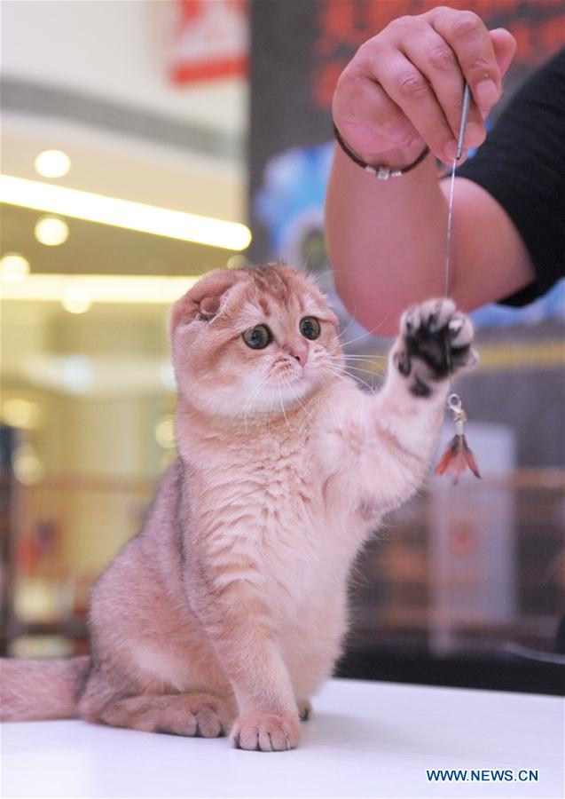 PropellerGMedia's tweet photo. #Cat show organised by #WorldCatFederation held in #China's #Chengdu today, featuring dozens or #adorable cats! https://t.co/dnev5dZb8k