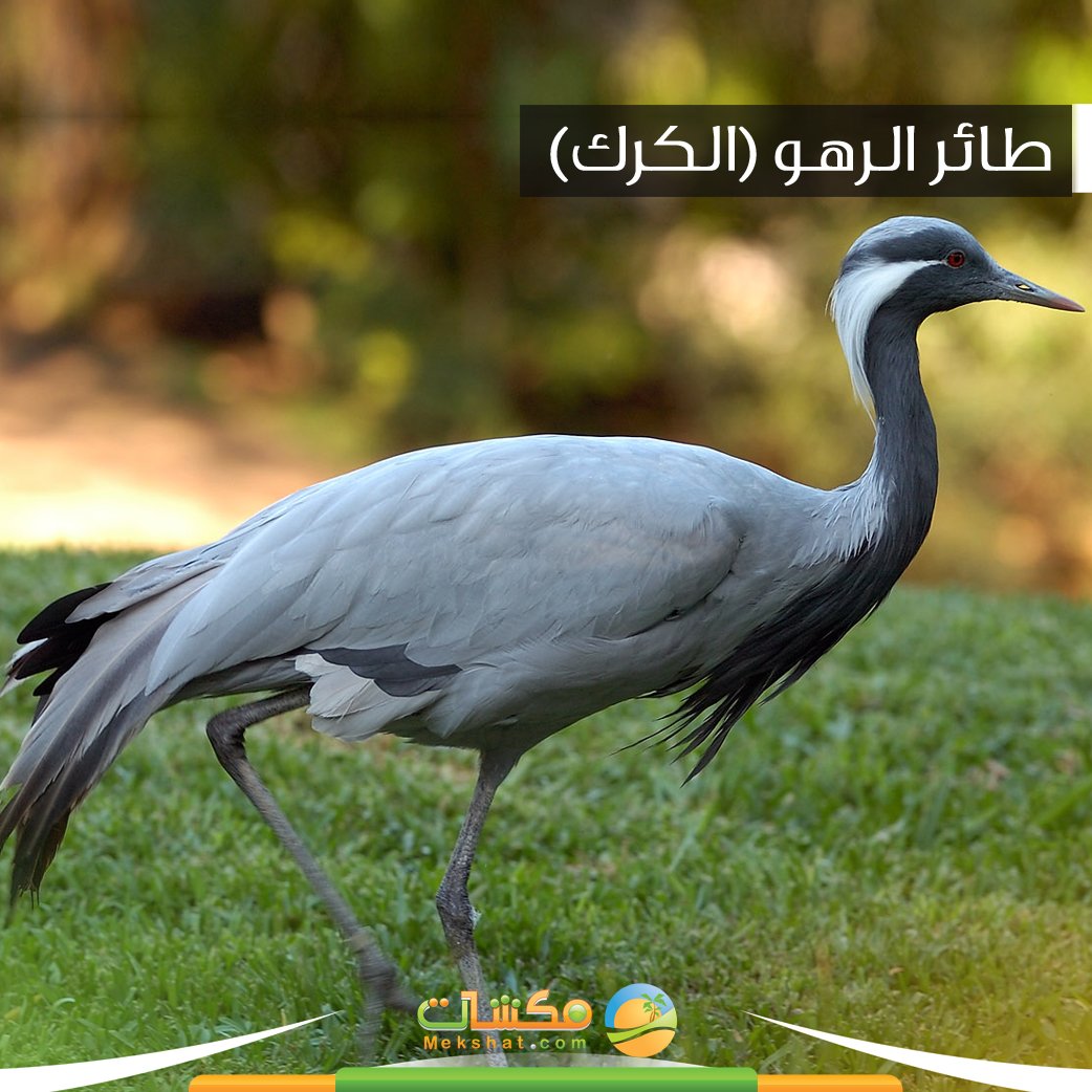 الكرك الاقرع معلومات وصور البرية