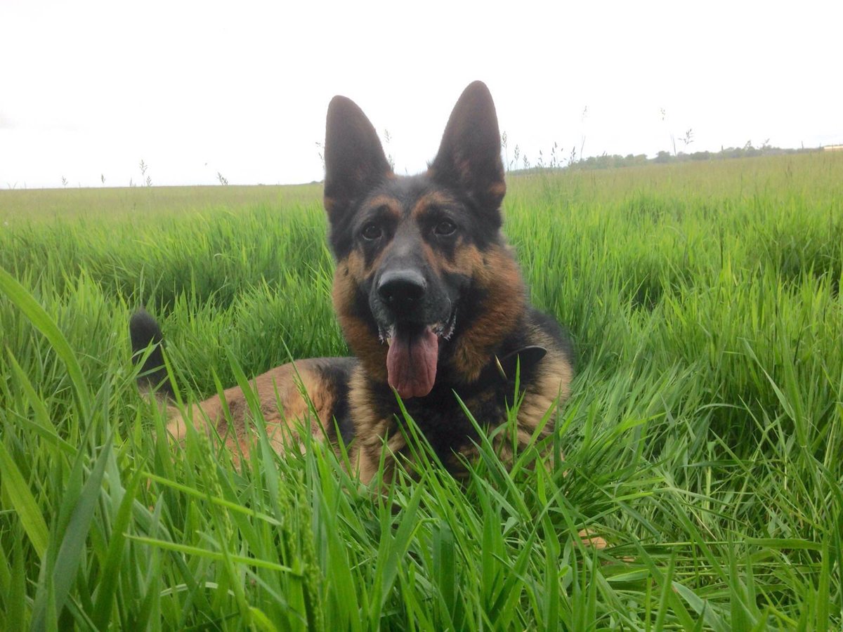 NSPoliceDogs's tweet photo. PD Otto locates a thief hiding well, but not well enough, male detained for theft !!!!! 😂#1detained #FollowTheNose https://t.co/exX7otZ15G