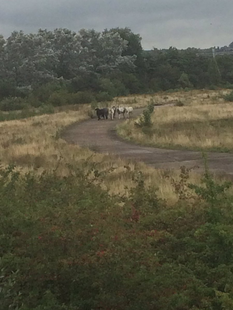 Those horses should not be there...they had run away from the field and they were chasing us 😂 that was crazy day...